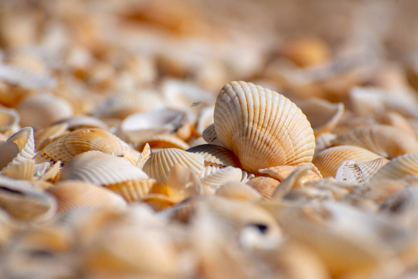 Seashells on the beach during the day - Foto, immagini