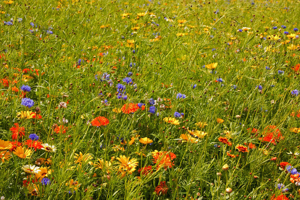 英語の夏の花。コーンフラワー、デイジー、バターカップなどの野生の花のカラフルなフィールド。. - 写真・画像