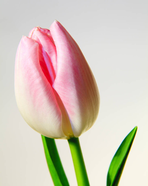 Tulipán rosa. Un tulipán rosa aislado sobre un fondo blanco
. - Foto, imagen