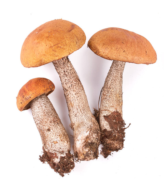 Three aspen mushrooms on a white background. - Foto, imagen