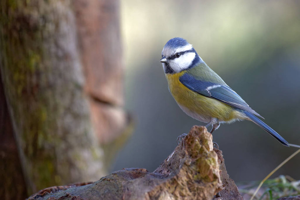 blue tit on a piece of wood - Photo, Image