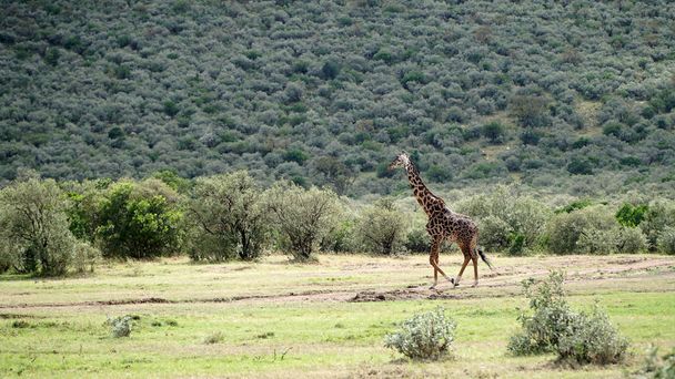 Giraffe In National Park Of Kenya, Africa - Photo, Image