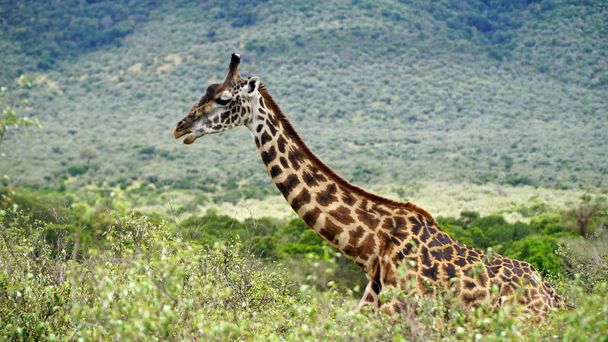 Žirafa procházka Savannou mezi rostlinami - Fotografie, Obrázek