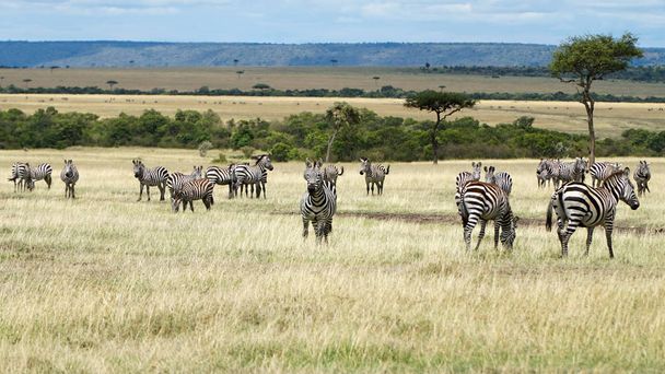 Zebra sulle praterie in Africa
 - Foto, immagini