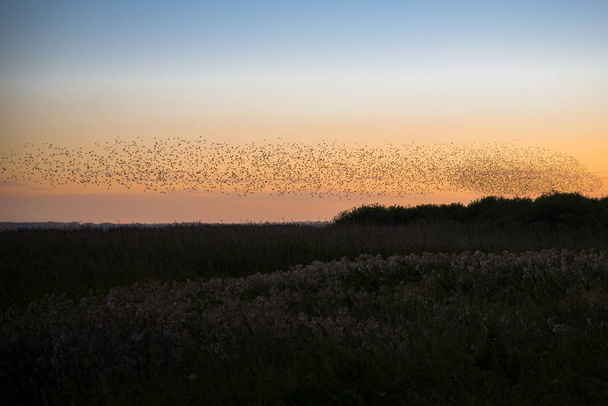 flock in the sunset - Fotoğraf, Görsel
