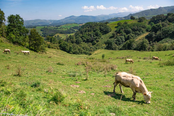 Hyvää söpö ruskea lehmät nauttivat baski vuoret, baskimaa, Ranska - Valokuva, kuva