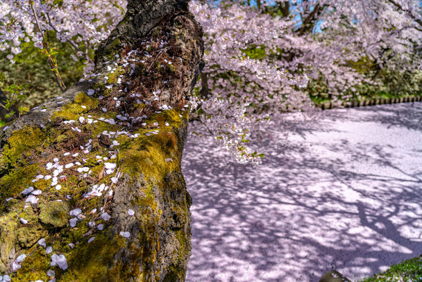 Hirosaki Stadt Kirschblüte matsuri. strahlend blauer Himmel Frühling sonniger Tag. volle Blütenbäume rosa Blüten beginnen zu fallen, Hanaikada Blütenblätter Floß am äußeren Burggraben. aomori präfektur, tohoku region, japan - Foto, Bild