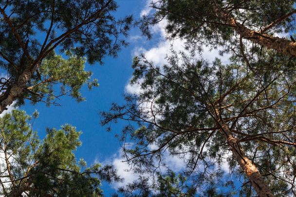 Pine stems tops sky look-up - Foto, afbeelding
