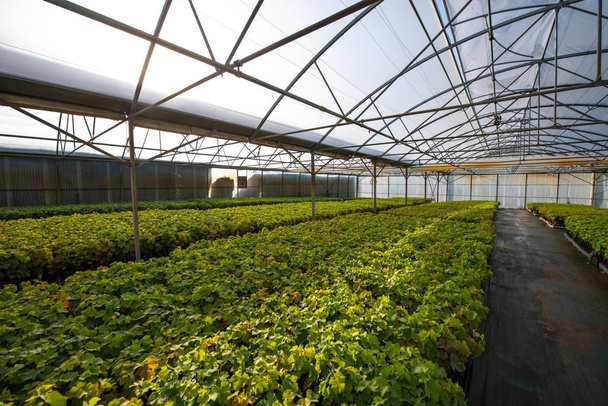 温室、保育園、温室プランテーション、ボルドーブドウ園の下でのブドウの栽培 - 写真・画像
