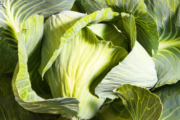 fresh ripe cabbage on garden bed - Foto, Imagem