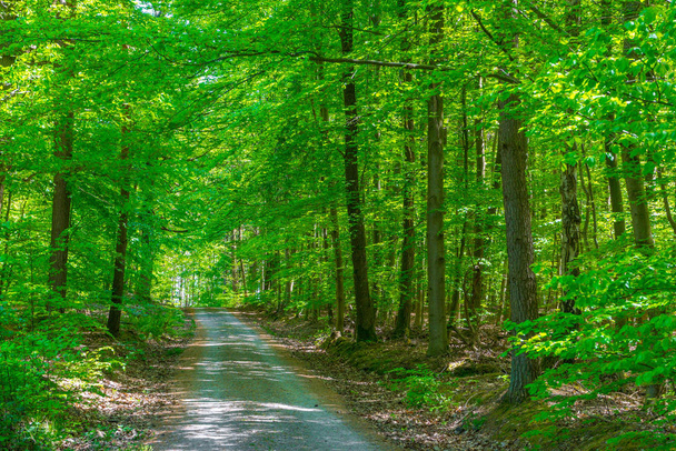 forest path, trees and hiking trail - 写真・画像