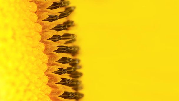Sonnenblumenblume, Nahaufnahme, Blumensamen, selektiver Fokus. - Foto, Bild