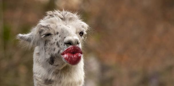 funny thank you kiss card with a lama - Photo, Image