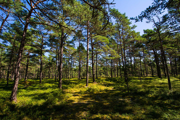 typical pine forest on the island sandhamn in sweden. - Foto, Bild