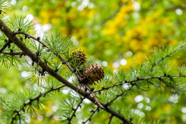 Pine branch with cones shot in the forest with bokeh effect and autumn yellow tones in background. - Photo, Image
