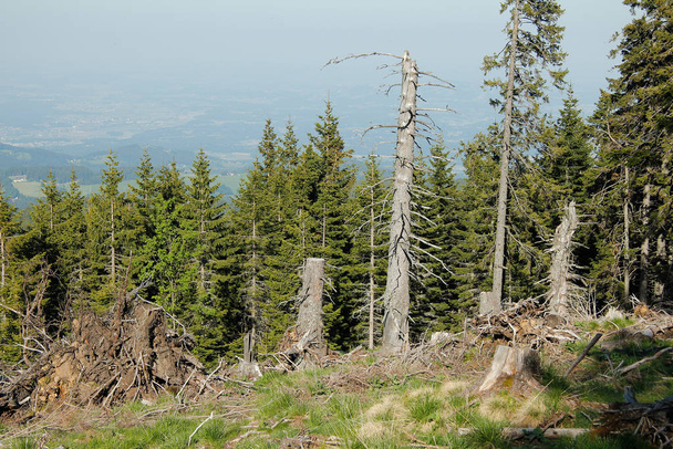 trees,tree trunks,tree line in the alps with blue sky - Foto, Bild