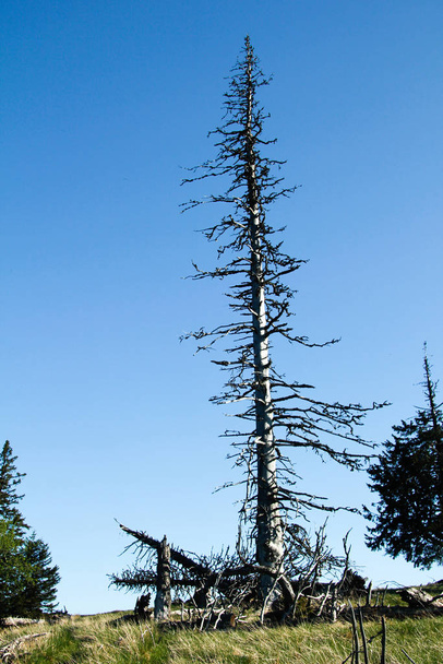 trees,tree trunks,tree line in the alps with blue sky - Fotó, kép