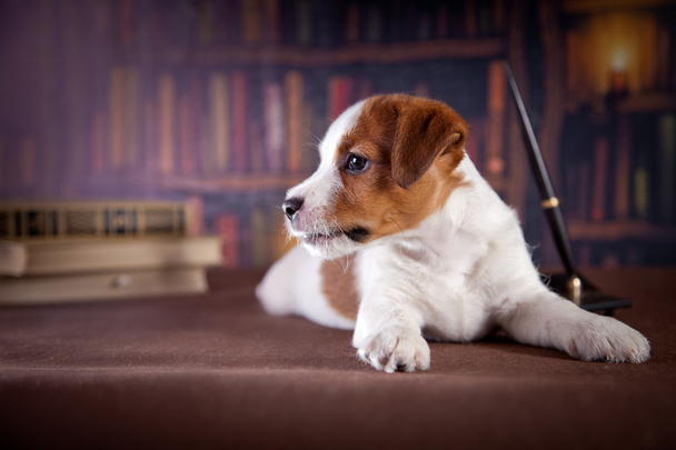 Puppy with books. Puppy in bibleotek. Jack Russell Terrier - Foto, afbeelding