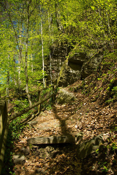 paved trail in a forest in styria - 写真・画像