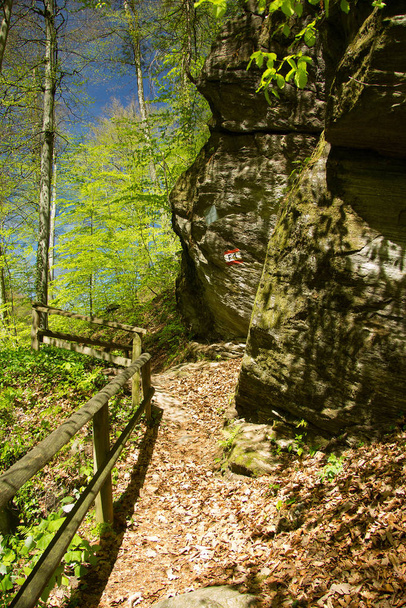 paved trail in a forest in styria - Φωτογραφία, εικόνα