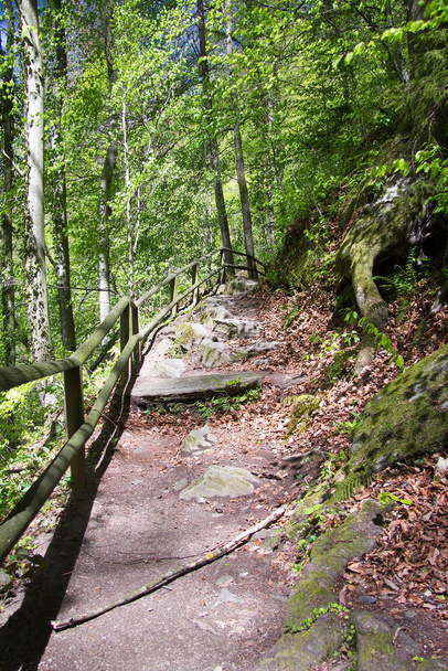 paved trail in a forest in styria - Foto, afbeelding