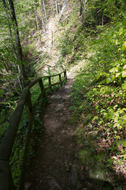 paved trail in a forest in styria - Фото, зображення