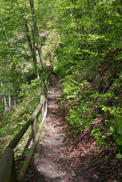 paved trail in a forest in styria - Fotó, kép