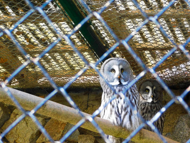 Lumi pöllöt vankeudessa
 - Valokuva, kuva