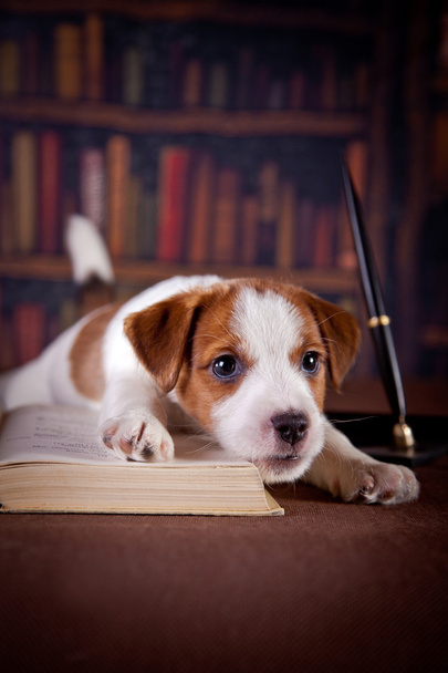 Puppy with books. Puppy in bibleotek. Jack Russell Terrier - Valokuva, kuva