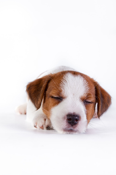 Jack Russell puppy on white, in studio cute little dog - 写真・画像