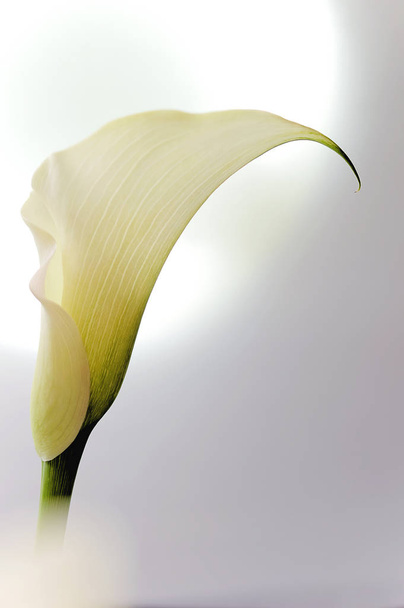 exotic calla lily flowers petals, flora and botany - Foto, Imagem