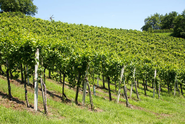 vineyard in styria in front of blue sky - Фото, изображение