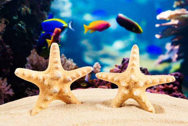 Summer concept.  starfish on a beach - Фото, зображення