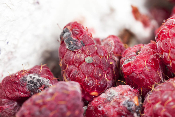 photographed ripe red raspberries, which appeared mold, a small depth of field - Foto, imagen