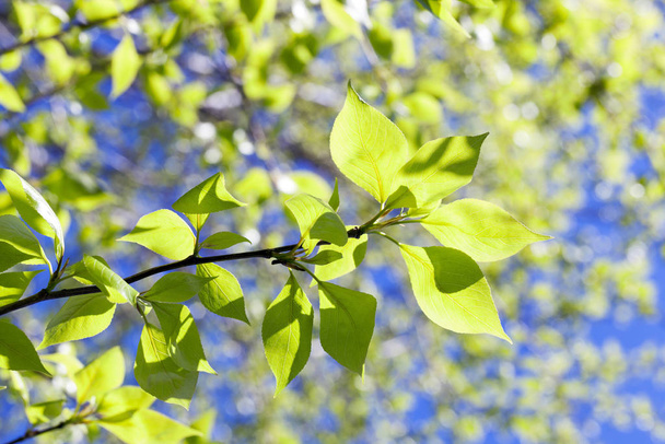 tree leaves, flora and tree foliage - Fotoğraf, Görsel