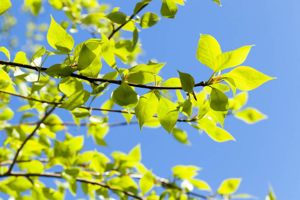 tree leaves, flora and tree foliage - Foto, imagen