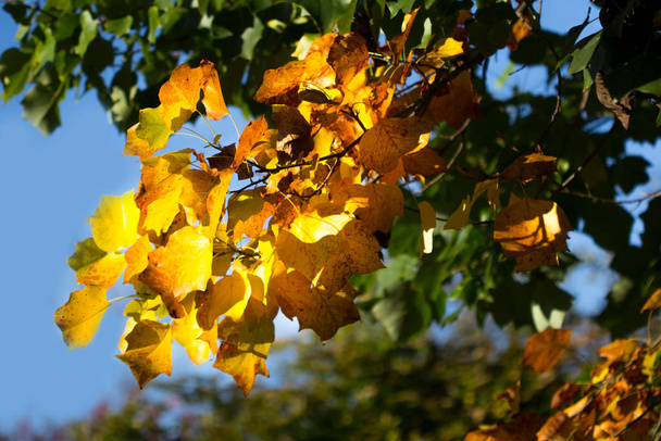 Beautiful colorful autumn foliage - Foto, immagini