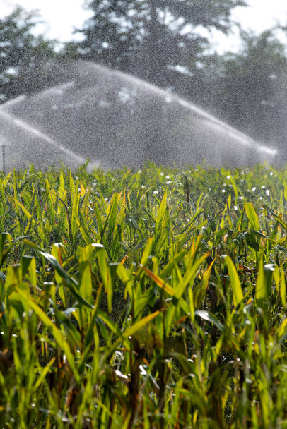 Irrigatiesysteem besproeiing jong groen maïsveld in de landbouwtuin door waterbron - Foto, afbeelding
