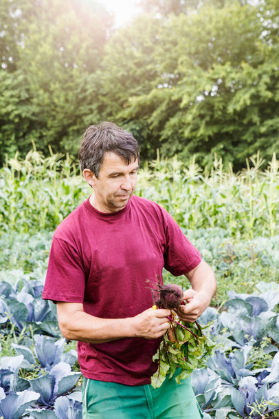 Farmer harvesting vegetables in organic farm - 写真・画像