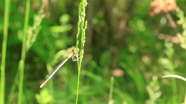 cienkie łodygi trawy z dragonfly siedzący - Materiał filmowy, wideo