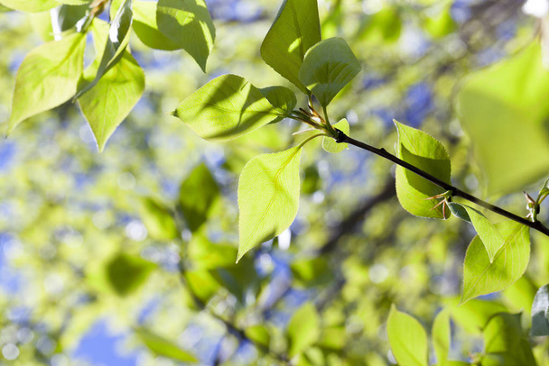 photographed close-up of green lime tree leaves in the spring time of the year, in the background a blue sky - Foto, imagen