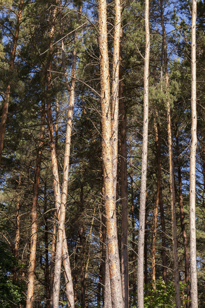 forest photo, which grows a large number of pine trees, a common plan - 写真・画像