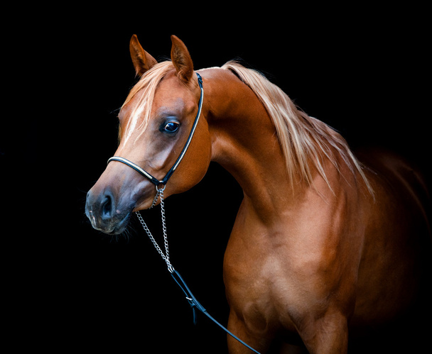 kestane at başı - Fotoğraf, Görsel