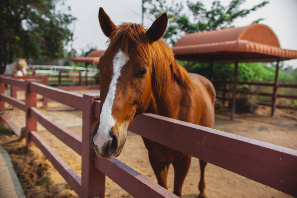 Young Horse  close up, curious animal. Horse's head, funny horse. Brown horse close-up. Farm pets. - Фото, изображение