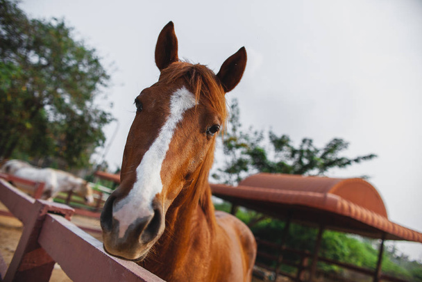 Young Horse's head close up, curious animal. Horse's head, funny horse. Brown horse close-up. Farm pets. - Fotó, kép