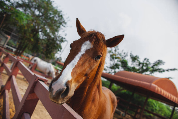 Young Horse's head close up, curious animal. Horse's head, funny horse. Brown horse close-up. Farm pets. - Foto, Bild