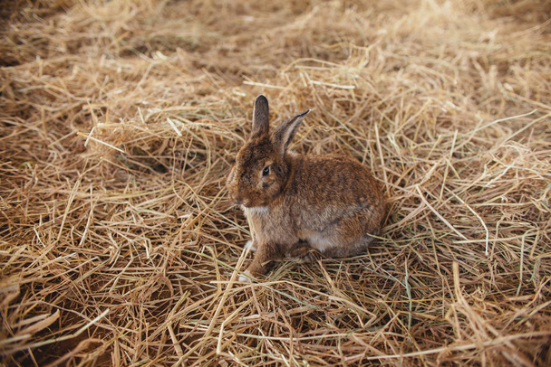 Cute rabbit is sitting on haystacks. Easter bunny - 写真・画像