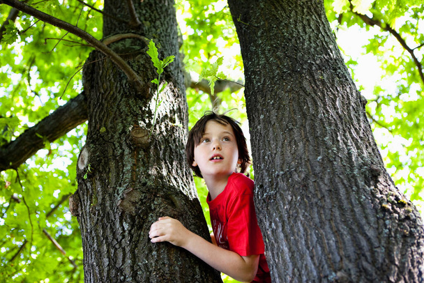 Boy Climbing Tree at the daytime  - Foto, afbeelding