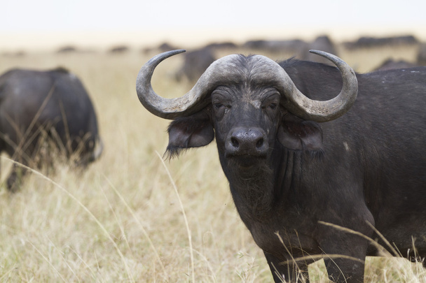 Lone cape buffalo standing in the grass - Photo, Image