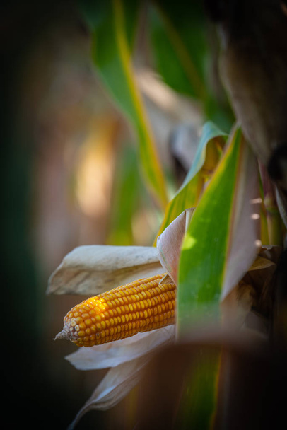 Corn cob with green leaves growth in agriculture field outdoor - Photo, Image